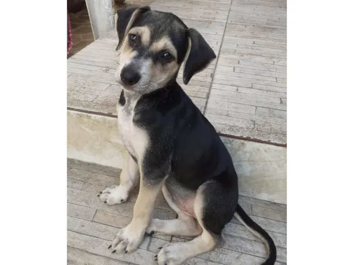 Cachorro ra a SRD-ViraLata idade 2 a 6 meses nome Tiffany
