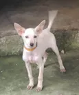 Branquinha