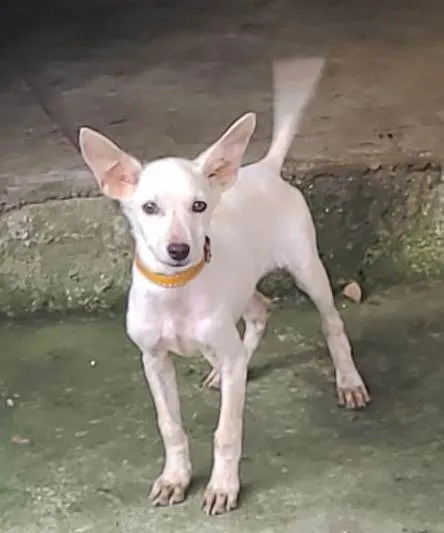 Cachorro ra a SRD-ViraLata idade 2 a 6 meses nome Branquinha