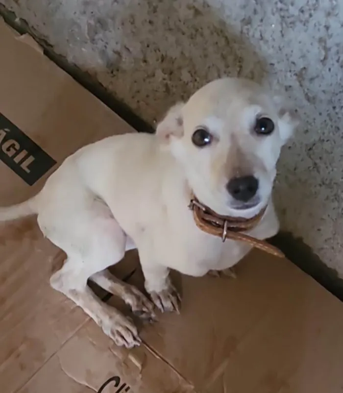 Cachorro ra a SRD-ViraLata idade 2 a 6 meses nome Branquinha