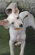 Branquinha