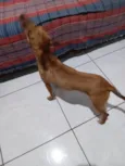 Guga