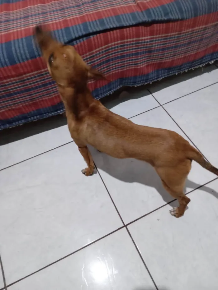 Cachorro ra a Pincher idade 1 ano nome Guga