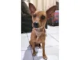 Guga
