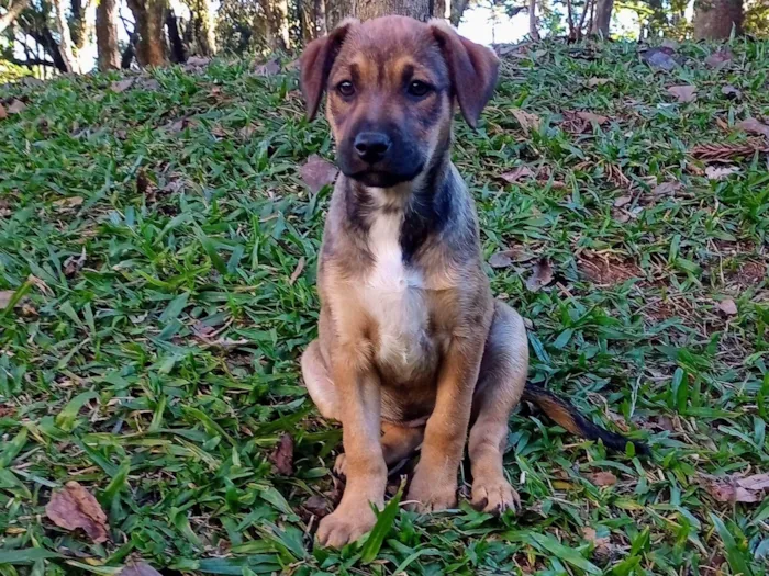 Cachorro ra a Srd idade 2 a 6 meses nome Puma