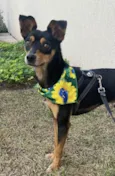 Tico