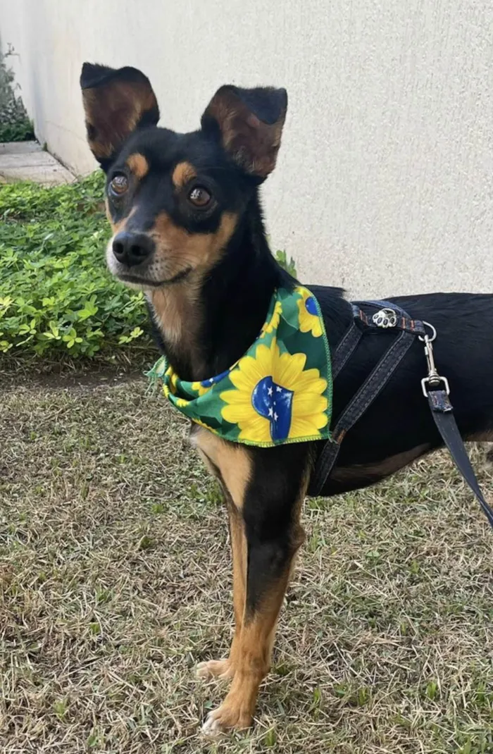 Cachorro ra a Pinscher mestiço idade 2 anos nome Tico