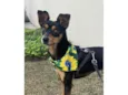 Tico