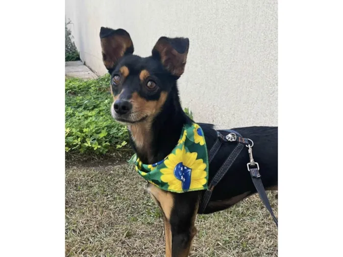 Cachorro ra a Pinscher mestiço idade 2 anos nome Tico