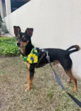 Tico