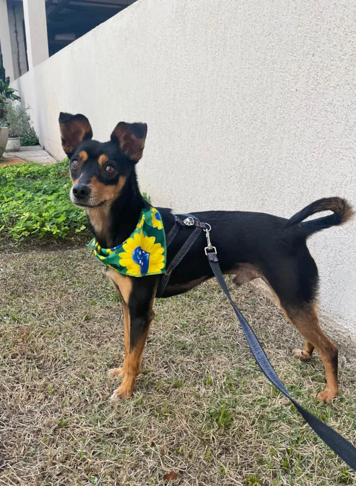 Cachorro ra a Pinscher mestiço idade 2 anos nome Tico