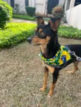 Tico