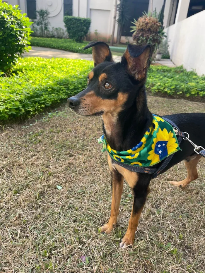 Cachorro ra a Pinscher mestiço idade 2 anos nome Tico
