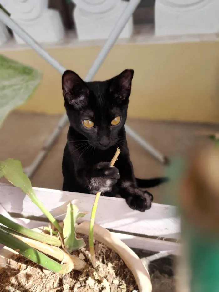 Gato raça SRD-ViraLata idade 2 a 6 meses nome Tales e Rayca