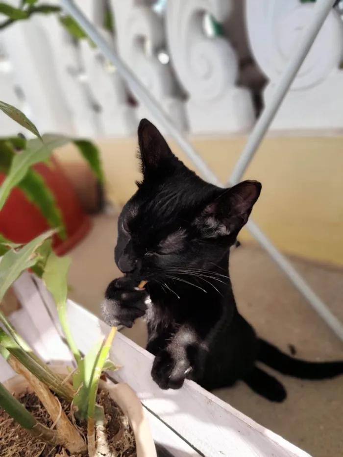 Gato raça SRD-ViraLata idade 2 a 6 meses nome Tales e Rayca