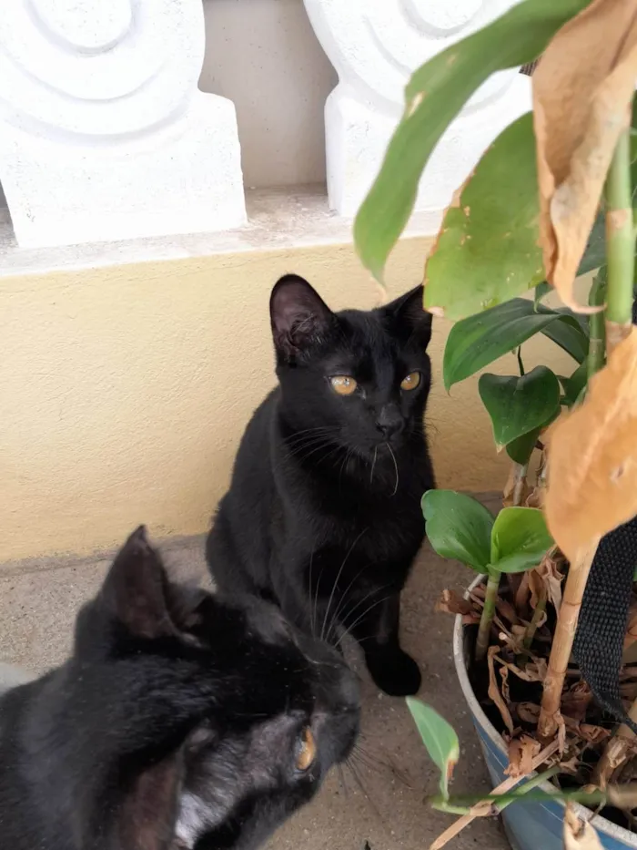 Gato raça SRD-ViraLata idade 2 a 6 meses nome Tales e Rayca