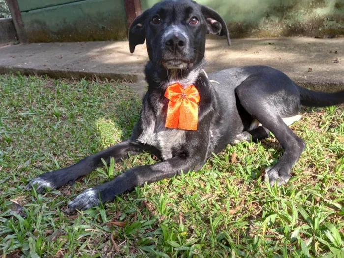 Cachorro ra a SRD-ViraLata idade 2 a 6 meses nome JOÃO