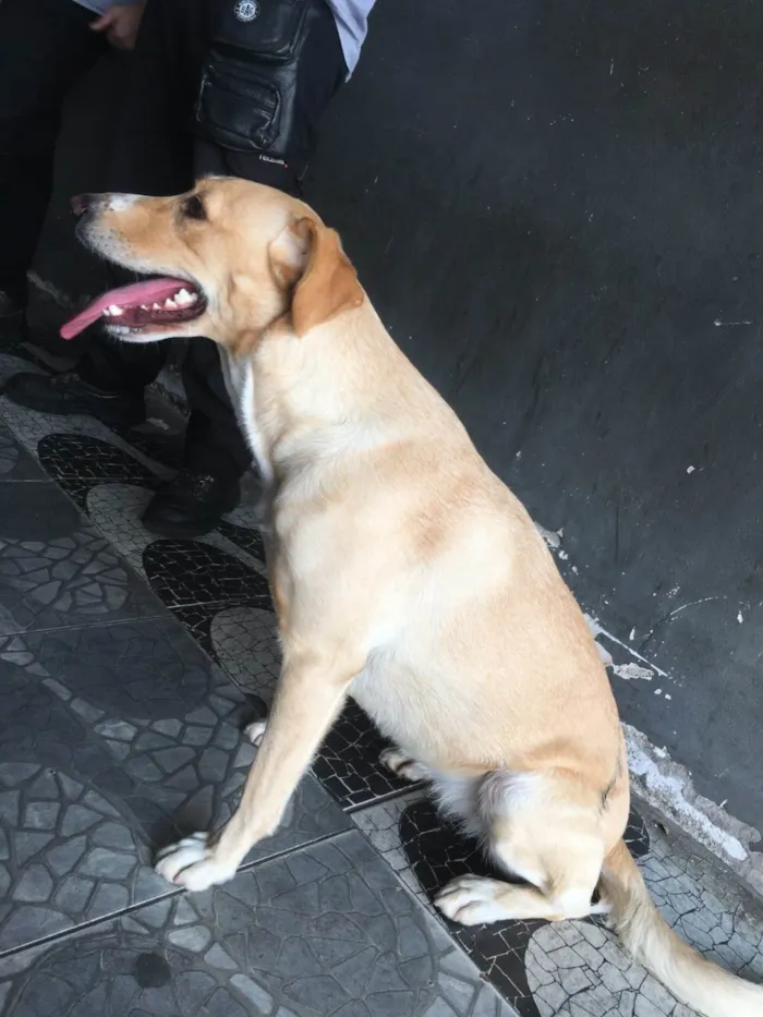 Cachorro ra a SRD-ViraLata idade 1 ano nome LUNA EM PERIGO