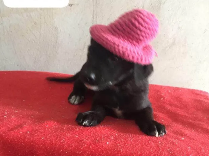 Cachorro raça SRD-ViraLata idade 2 a 6 meses nome ISA