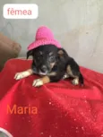 MARIA