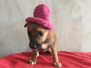 Cachorro raça SRD-ViraLata idade 2 a 6 meses nome MICA
