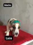 Cachorro raça SRD-ViraLata idade 2 a 6 meses nome LUCA