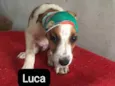 LUCA