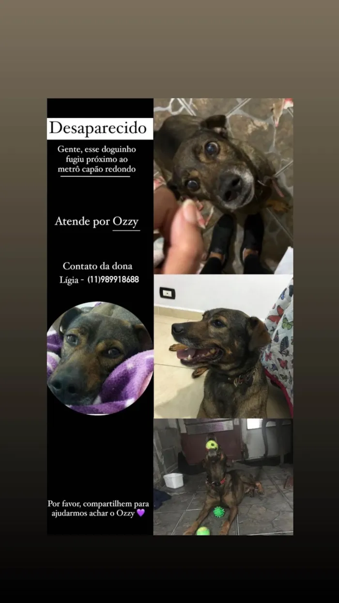 Cachorro ra a SRD-ViraLata idade 6 ou mais anos nome Ozzy