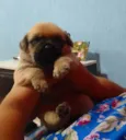 Cachorro raça Pug com vira lata  idade 2 a 6 meses nome Zeus