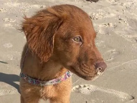 Cachorro ra a Indefinida idade 2 a 6 meses nome Marie