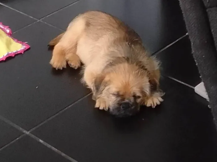 Cachorro raça Pug com vira lata  idade 2 a 6 meses nome Zeus