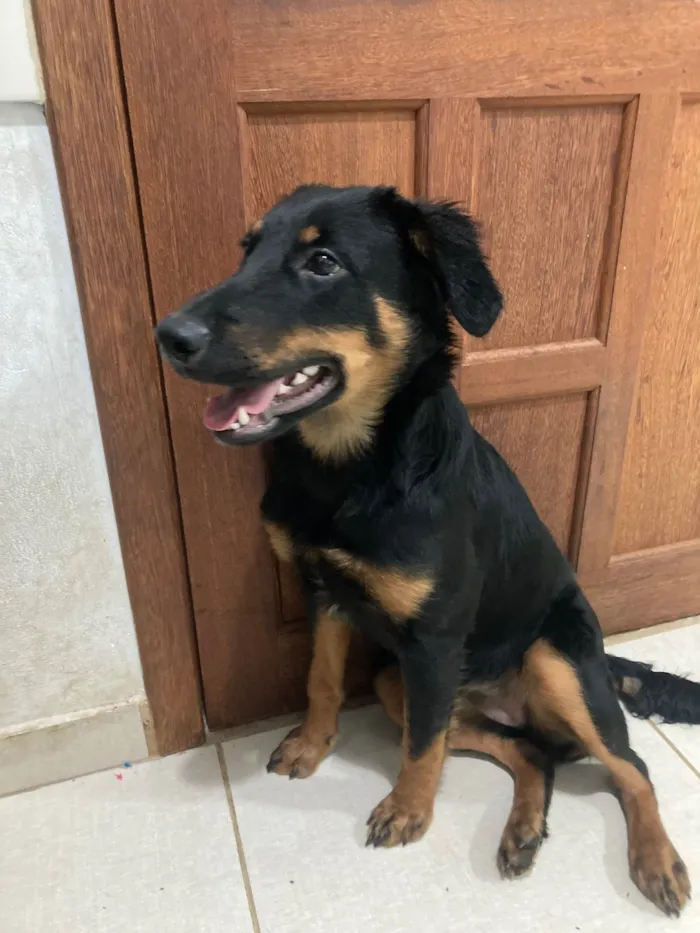 Cachorro ra a Indefinida idade 2 a 6 meses nome Jane