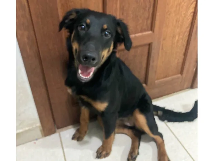 Cachorro ra a Indefinida idade 2 a 6 meses nome Jane