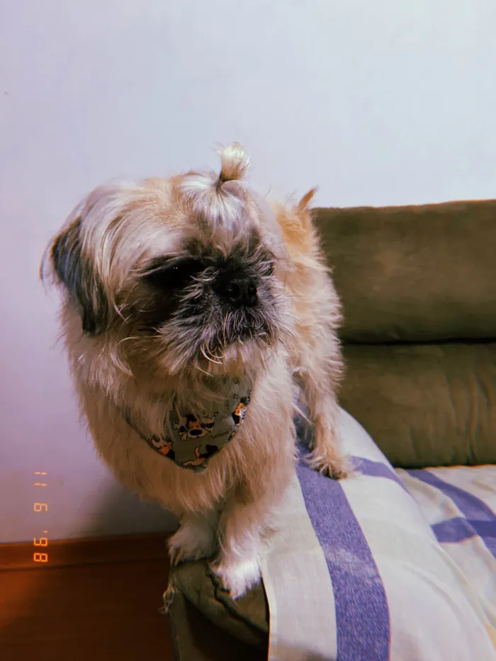 Cachorro ra a Pug + Shitzu idade 3 anos nome Bento 