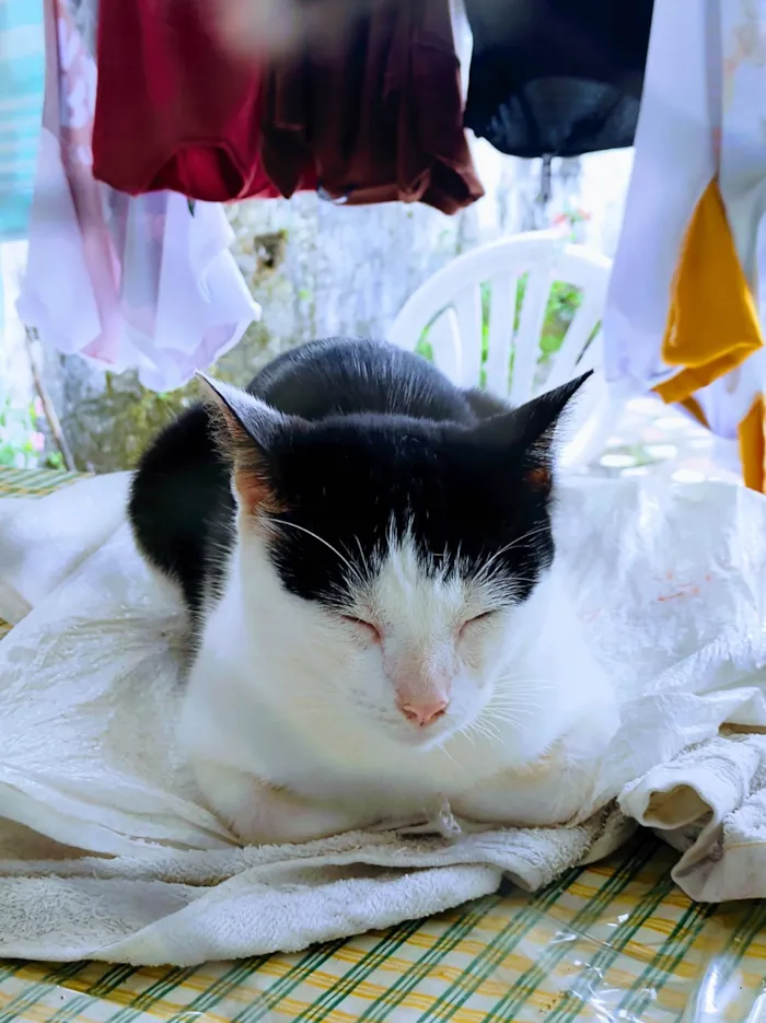 Gato raça  idade  nome Mavis