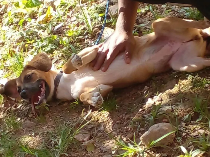 Cachorro ra a SRD-ViraLata idade 2 a 6 meses nome Nala