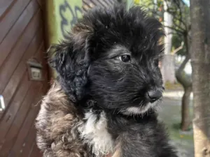 Cachorro raça SRD-ViraLata idade 2 a 6 meses nome Sem nome 
