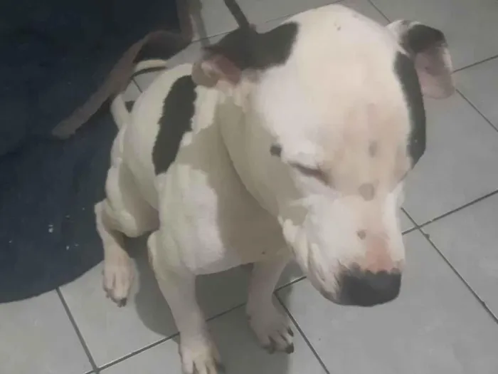 Cachorro raça Pit-Bull idade 7 a 11 meses nome Bred