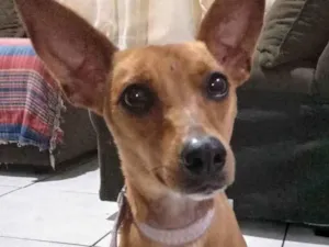 Cachorro raça Pincher idade 1 ano nome Guga