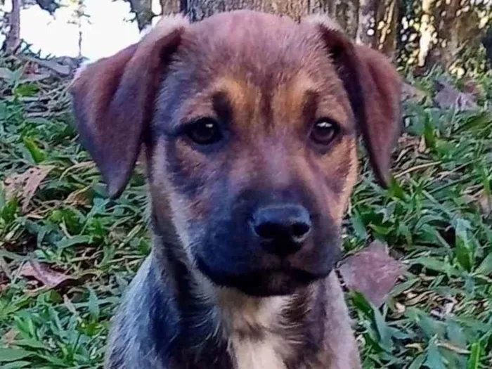 Cachorro ra a Srd idade 2 a 6 meses nome Puma