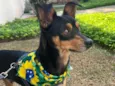 Tico