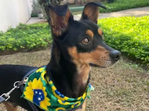Cachorro raça Pinscher mestiço idade 2 anos nome Tico