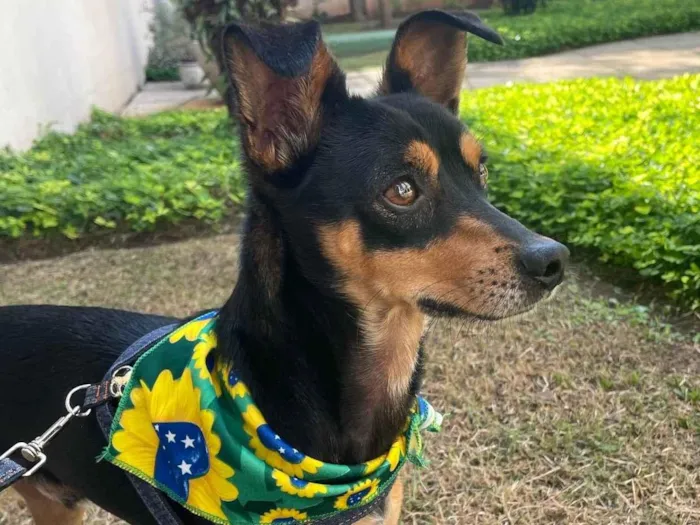 Cachorro ra a Pinscher mestiço idade 2 anos nome Tico