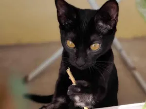 Gato raça SRD-ViraLata idade 2 a 6 meses nome Tales e Rayca
