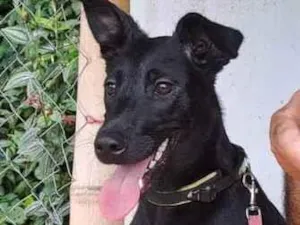 Cachorro raça SRD-ViraLata idade 2 a 6 meses nome SAFIRA