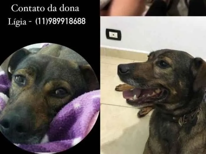 Cachorro ra a SRD-ViraLata idade 6 ou mais anos nome Ozzy