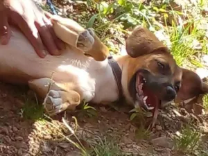 Cachorro raça SRD-ViraLata idade 2 a 6 meses nome Nala