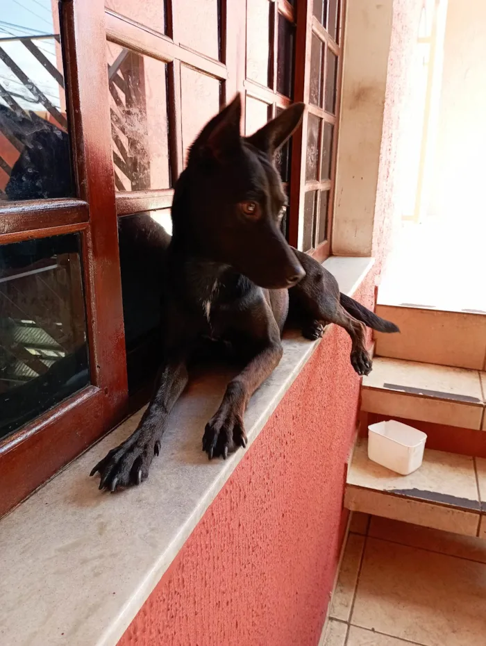 Cachorro ra a SRD-ViraLata idade 2 anos nome Chilly