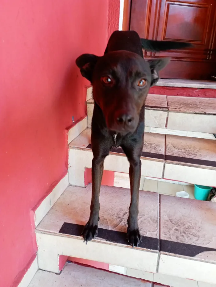 Cachorro ra a SRD-ViraLata idade 2 anos nome Chilly