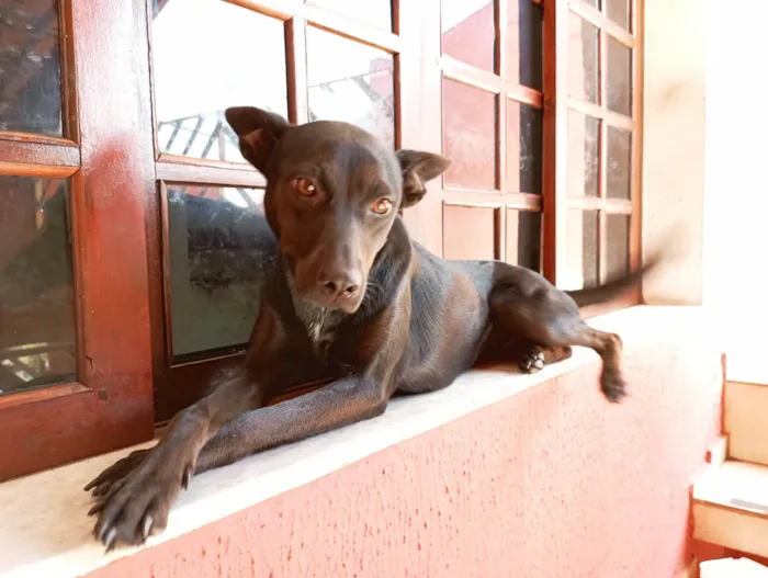 Cachorro ra a SRD-ViraLata idade 2 anos nome Chilly